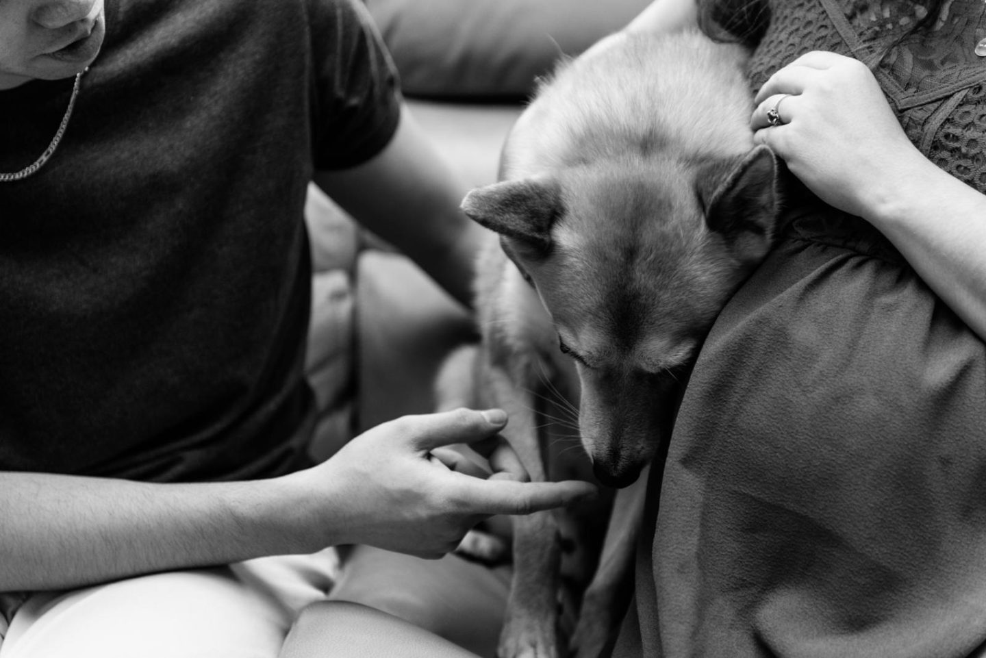 maternity photoshoot with pets