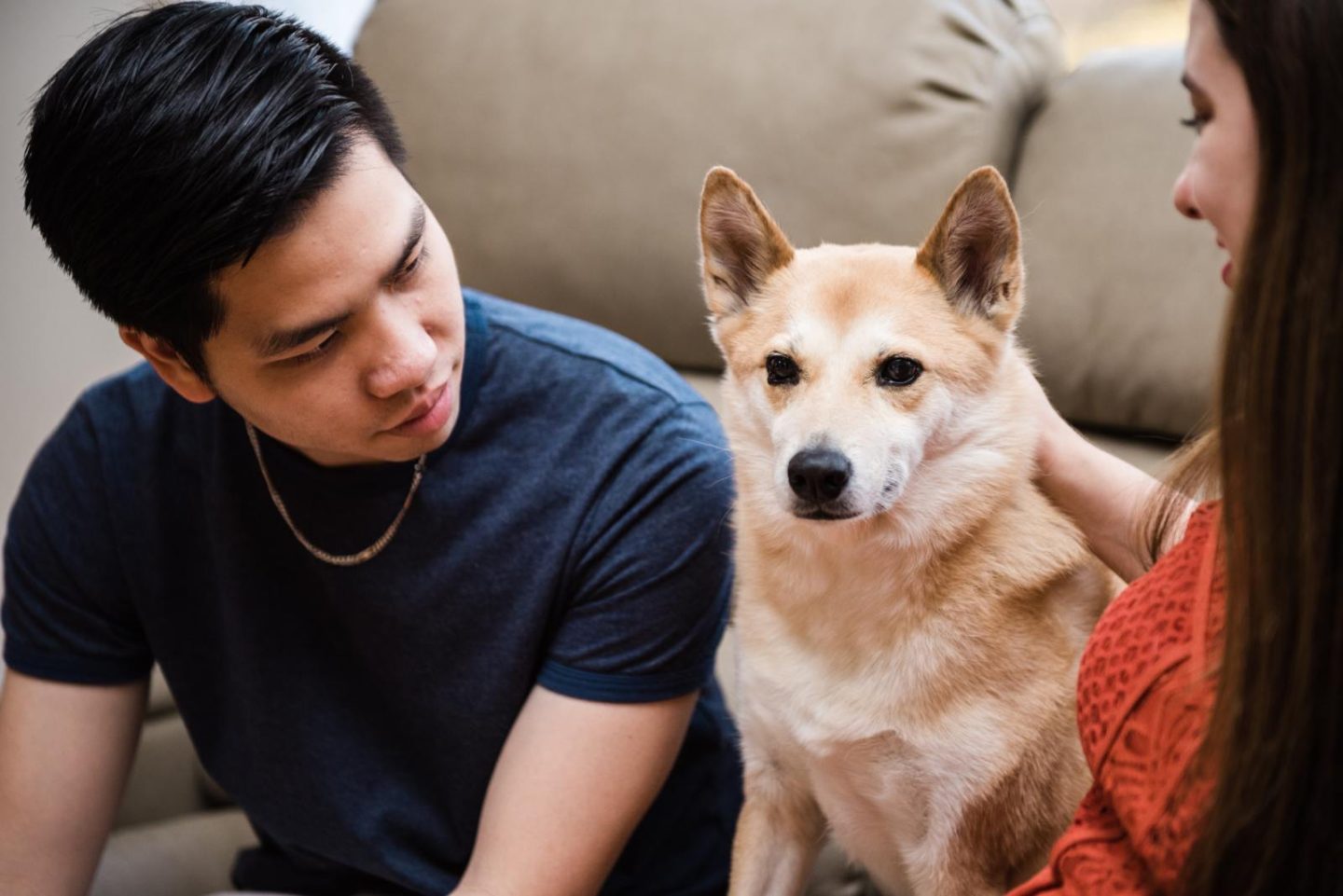 maternity photoshoot with pets